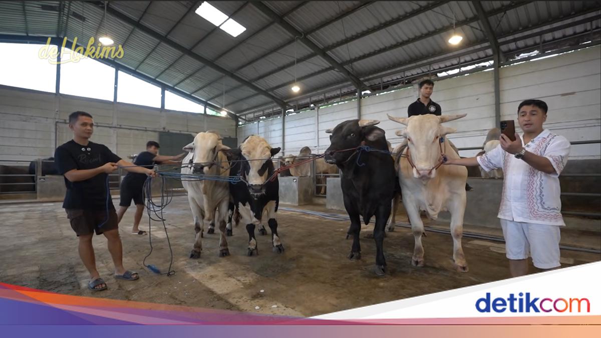 Cerita Raffi Ahmad Beli 4 Sapi Jumbo Buat Nagita dan Anak-anak