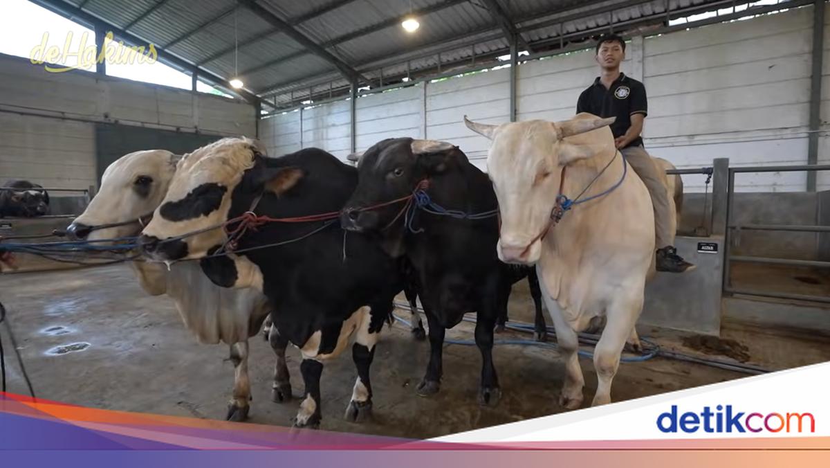 Ahmad Sapi Ini 4 Sapi Jumbo Raffi Ahmad, Ada Jenis Bule Albino hingga Limosin