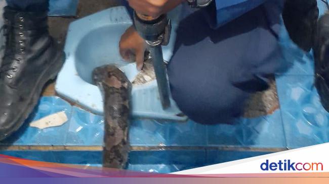 Hiii! Ular Sanca 3 Meter Masuk Kloset Rumah Warga di Bogor