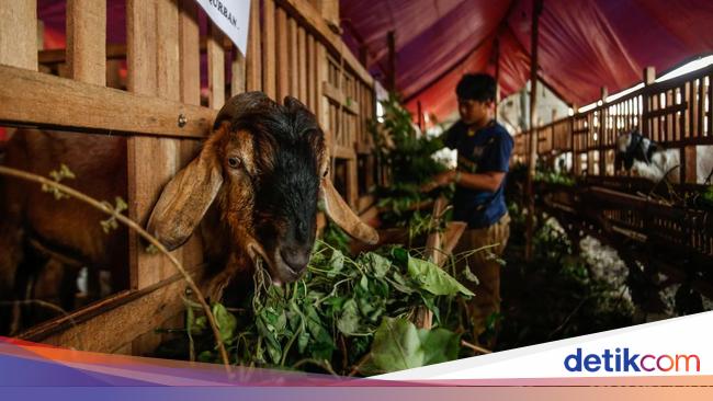 Bolehkah Potong Kuku atau Rambut Sebelum Kurban? Simak Penjelasannya