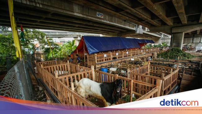 Jelang Idul Adha, Kolong Tol Becakayu Jadi Tempat Jualan Hewan Kurban