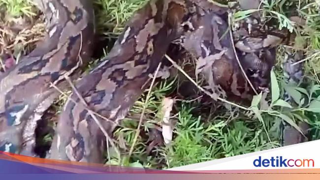Piton 5,5 Meter Serang Imam Masjid di Sulbar, Langsung Ditebas