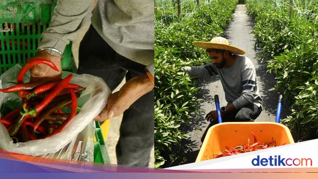 Jadi Petani Cabai, Mantan Insinyur Raup Rp 193 Juta Tiap Musim Tanam