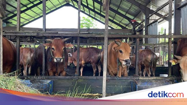 AI Bisa Bantu Pilih Hewan Kurban Sesuai Budget? Ini Ulasannya