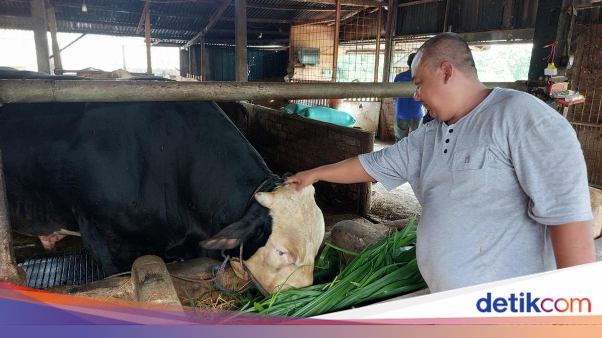 Mengenal Oreo, Sapi 1,2 Ton Asal Lamongan Jadi Kurban Presiden Prabowo