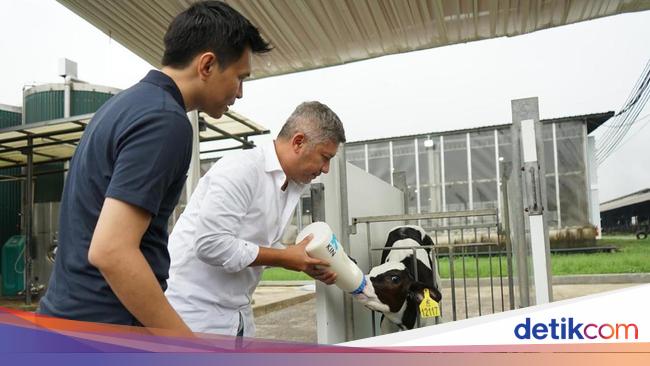 Gemas! Gading Marten Adopsi Anak Sapi