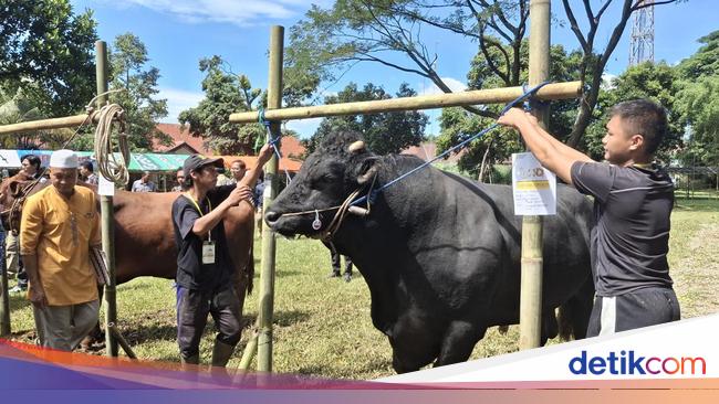 Pemkot Bogor Perketat Pemeriksaan Hewan Kurban, Cegah Bawa Penyakit Menular