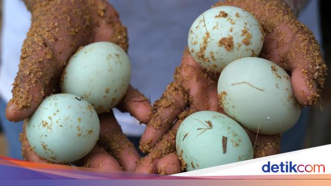 Mengintip Sukses Budi Daya Bebek Petelur Mojosari di Kubu Raya