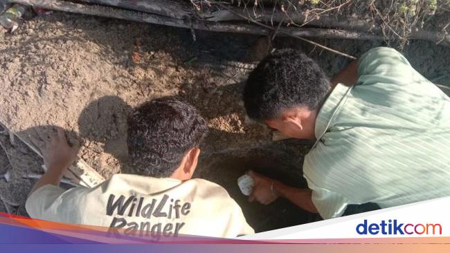 Seekor Komodo Ditemukan Mati Terapung di Laut Manggarai Barat