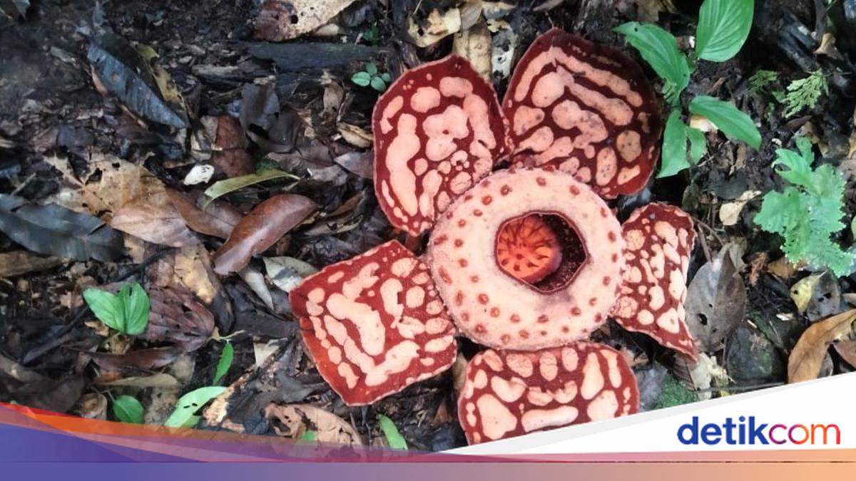 Apa Itu Rafflesia Hasseltii? Bunga Langka yang Ditemukan di Sumsel