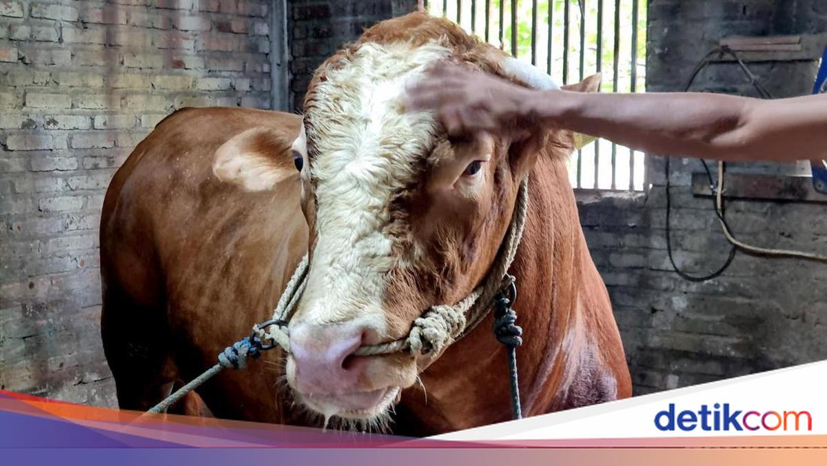 Waspada Sapi Gelonggongan di Idul Adha, Pakar Ungkap Ciri-ciri dan ...