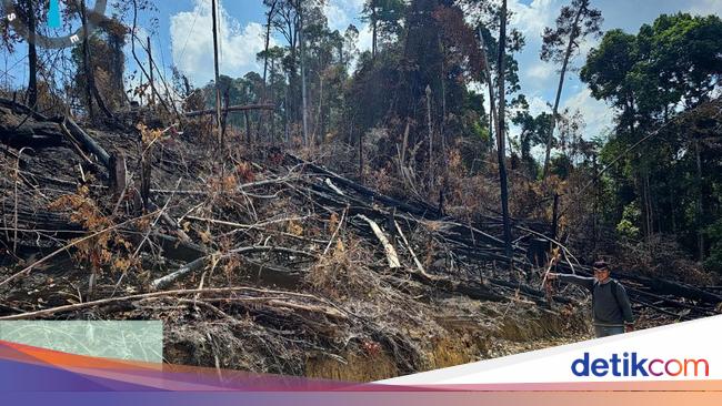 Polisi Tangkap 3 Pembakar 10 Hektare Lahan di Area HPT Rokan Hulu Riau