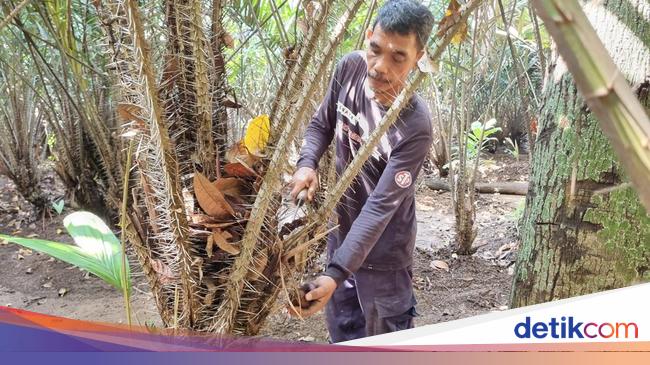 Mereka yang Setia Rawat Salak Condet, 'Maskot Jakarta'