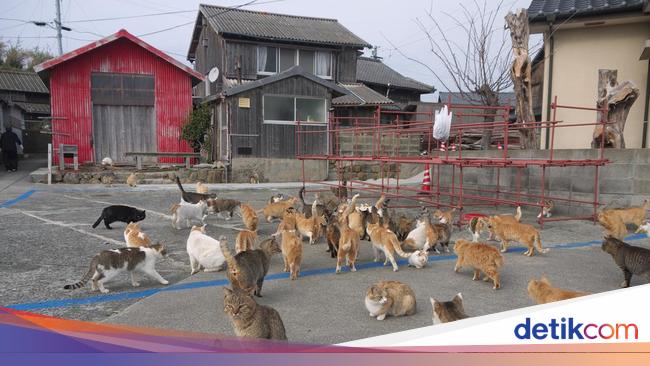 Beragam Respons Warga Jakarta soal Rencana Wisata Pulau Kucing