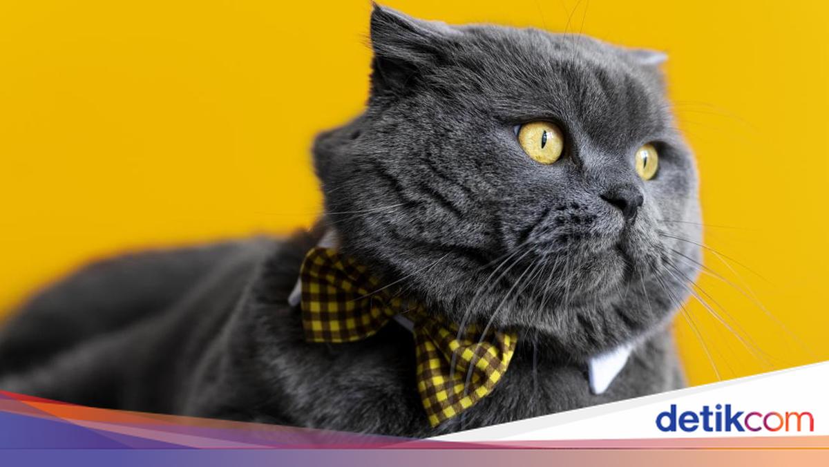 10 Jenis Kucing Termahal di Dunia, Ras Apa yang Harganya Paling Tinggi?