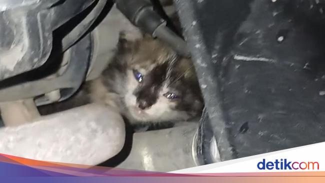 Anak Kucing di Palembang Terjebak dalam Mesin Motor, Pemilik Panggil Damkar