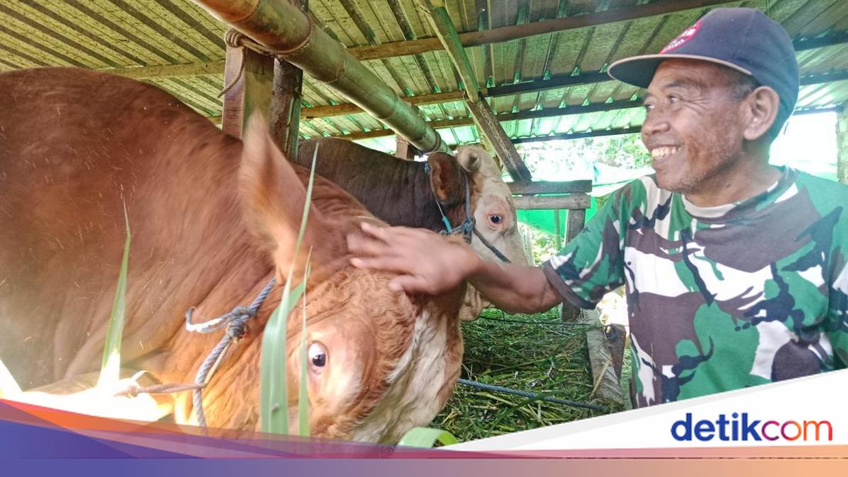 Api Sapi Sapi Kurban Prabowo: 772 Kg di Buleleng hingga NTT Dapat 30 Ekor