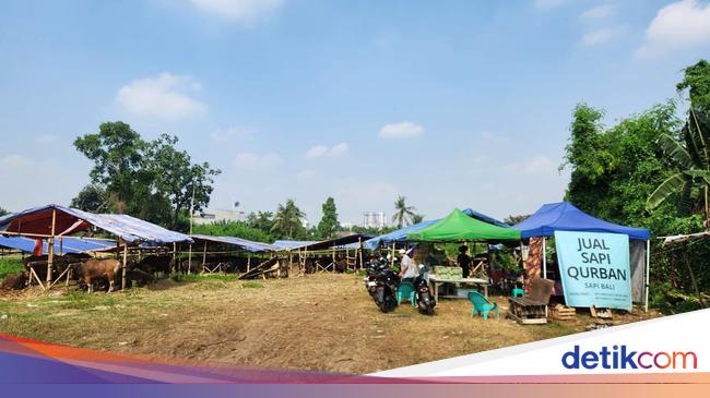 Pedagang Sapi di Lahan BMKG yang Bayar Sewa ke GRIB Kini Kebingungan