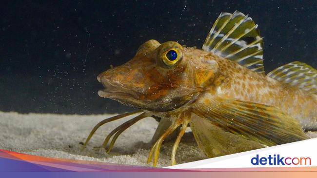 この魚には足があり、使用することができ、埋もれた獲物を見つけることができます
