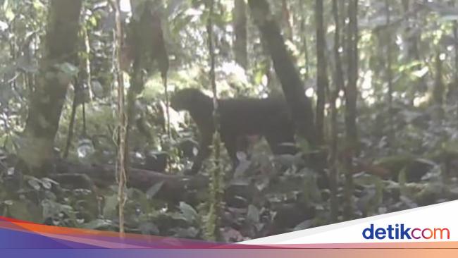 Kucing Merah Kalimantan Muncul Lagi Setelah 20 Tahun Menghilang