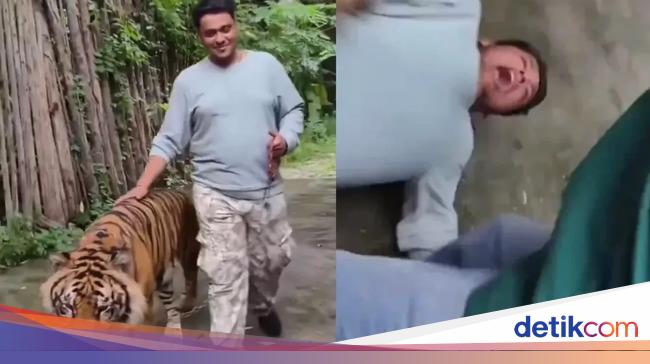 Viral Video Detik-detik Turis Diserang Harimau Saat Hendak Berfoto