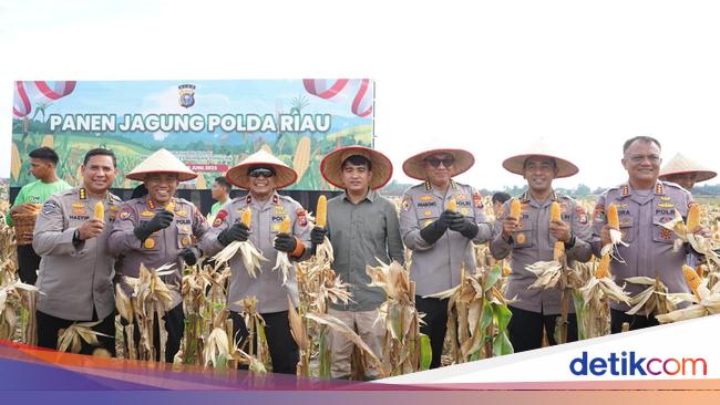Dukung Swasembada Pangan, Polda Riau Panen Raya 82 Ton Jagung