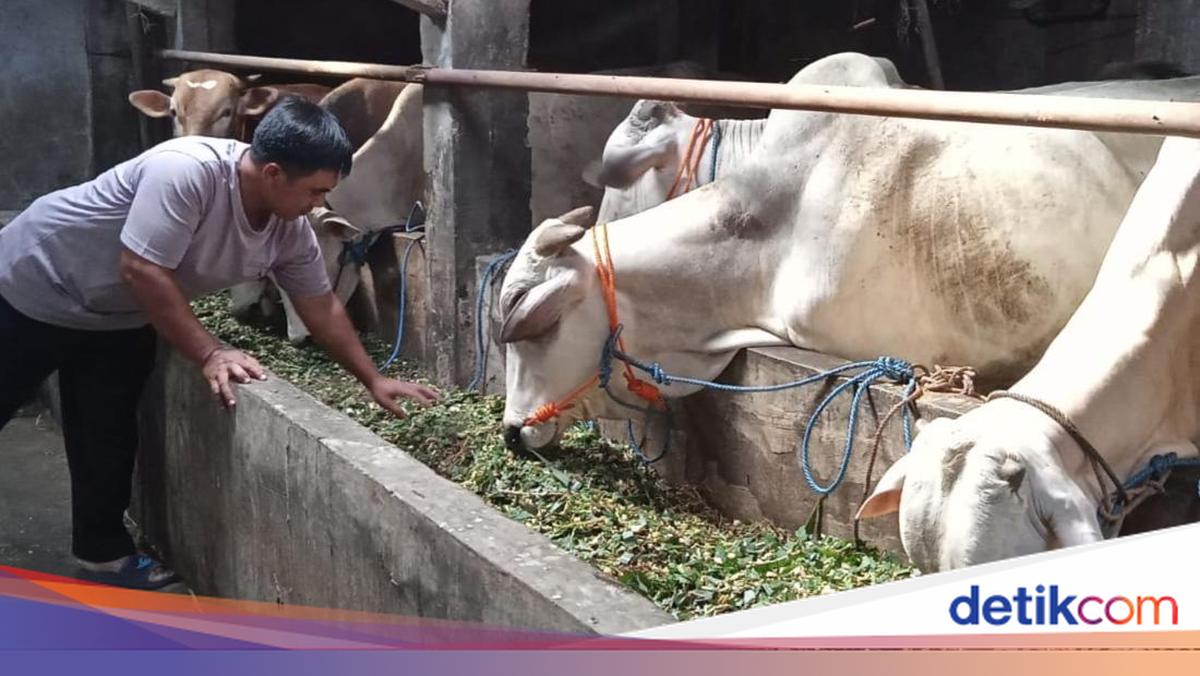 Apes! 7 Sapi Stok Kurban Milik Pedagang Klaten Mati Diduga Kena PMK