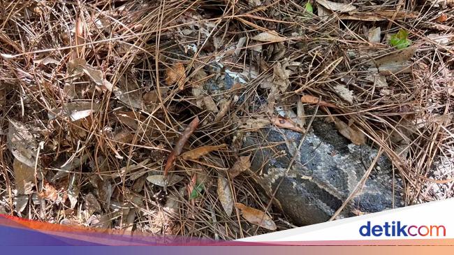 Heboh Kucing Hutan Cabut Kepala Ular Piton Raksasa