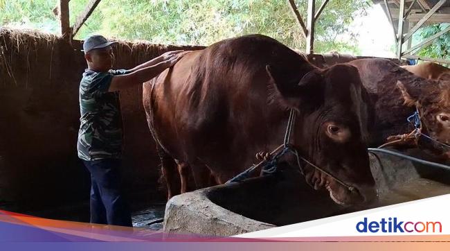 Api Sapi Sapi Limosin 1,2 Ton Milik Nurdin Dipilih Jadi Hewan Kurban Prabowo