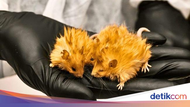 Demi Hidupkan Mammoth yang Punah, Ilmuwan Bikin Tikus Berbulu Lebat