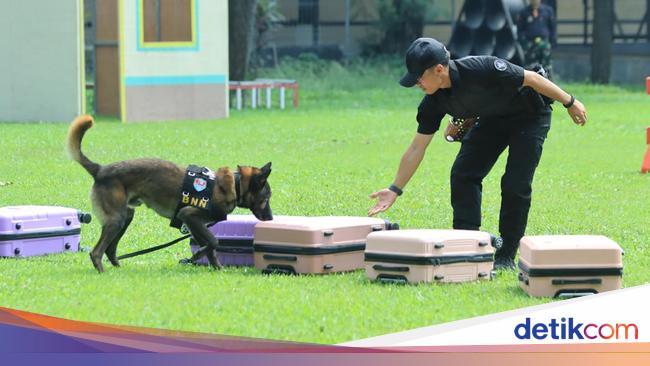 Polisi Satwa Perkuat Anjing K9 untuk Misi Penyelamatan hingga Lacak Narkoba