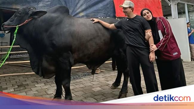 Duh! Kaki Fairuz A Rafiq Memar Terinjak Sapi 1,2 Ton