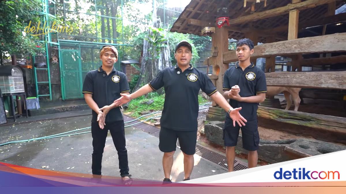 Potret Irfan Hakim dan 8 Sapinya, Si 'Klentang Klentung' hingga 'Janoko'