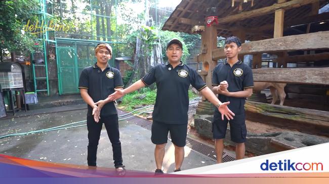 Potret Irfan Hakim dan 8 Sapinya, Si 'Klentang Klentung' hingga 'Janoko'