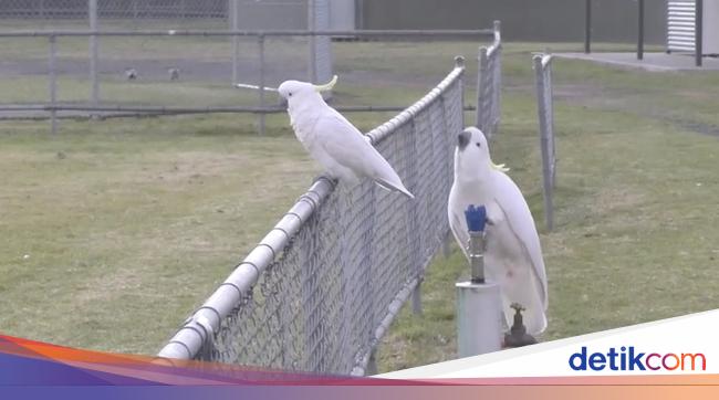 Burung Kakatua Curi Perhatian, Pandai Buka Tempat Sampah, Nyalakan Keran Air