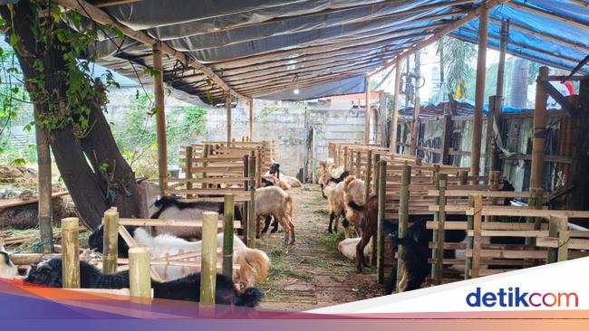 Ichsan Beber Kiat Hewan Kurban Jualannya Laris Manis Dibeli Warga, Apa Itu?