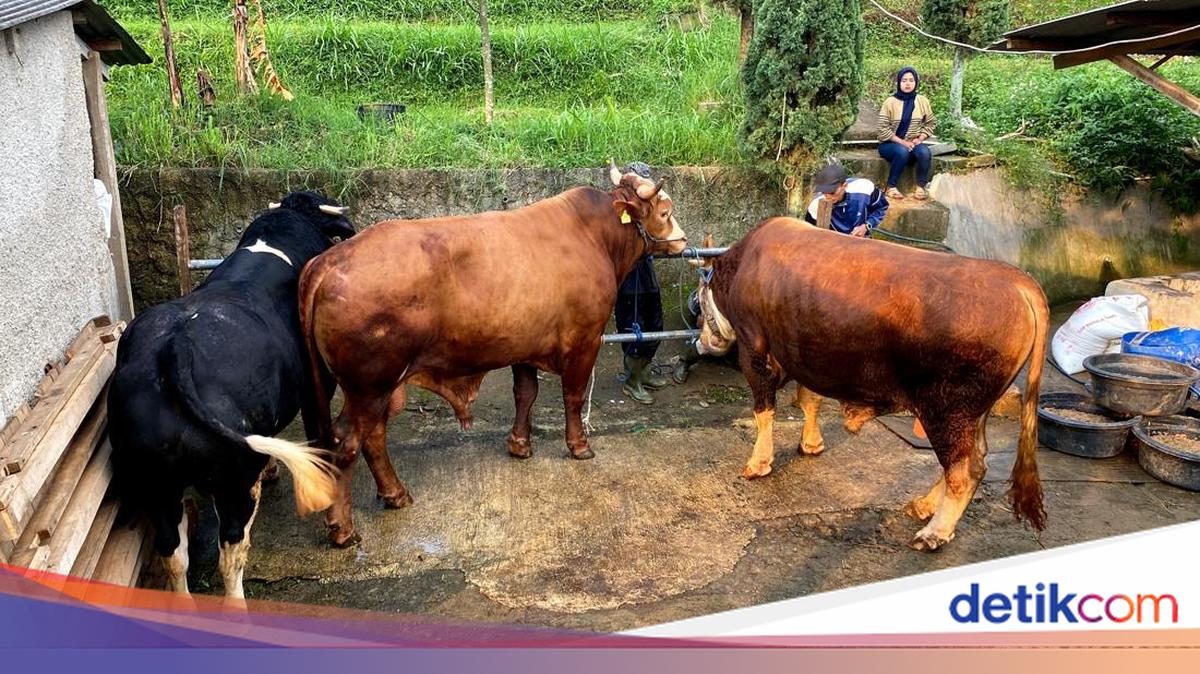 Sapi Ramai Mengapa Idul Adha Tahun Ini Jadi Paling Ramai di Google?
