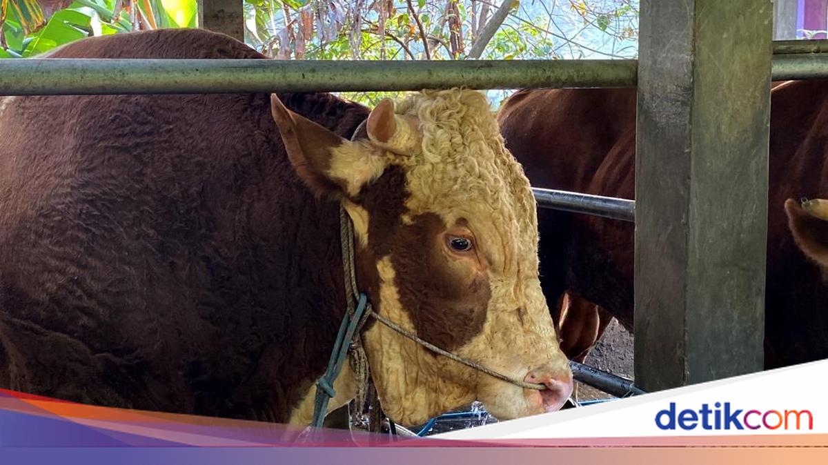 Prabowo Bagi-bagi 985 Sapi Kurban
