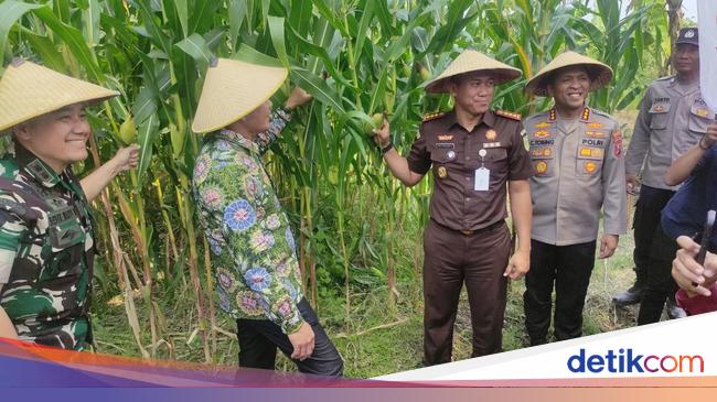 Forkopimda Sidoarjo Panen Raya Jagung Serentak, Dukung Swasembada Pangan