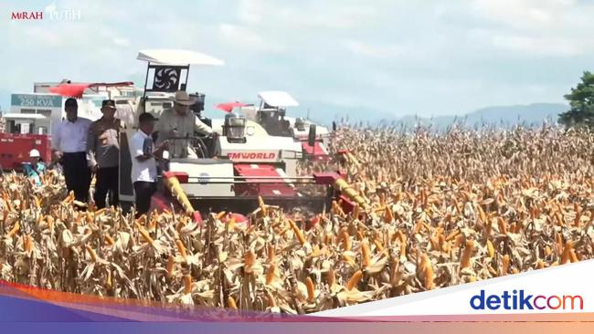 Produksi Jagung Naik, Dewan Adat Dayak Kalbar Minta Polri Gelar Pelatihan Petani