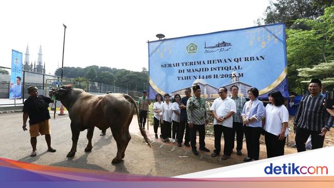 Gereja Katedral Jakarta Sumbang Sapi Kurban di Masjid Istiqlal
