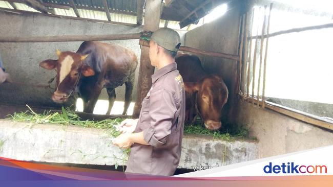 Pemkab Cek Kesehatan Hewan Kurban di Musi Rawas, Begini Hasilnya