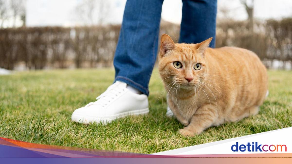 15 Oktober Hari Hak Asasi Hewan, Simak Cara Merayakannya