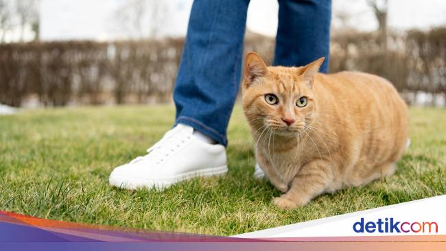 Pemprov DKI Akan Beri Subsidi Layanan Kesehatan Hewan, Bukan BPJS