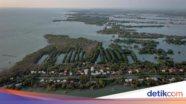 Indonesia Kehilangan 19 Ribu Hektare Hutan Mangrove Setiap Tahun