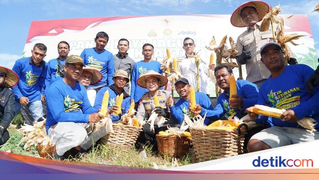 Panen Raya Jagung di Riau, Kapolda: Polri Komitmen Dukung Ketahanan Pangan