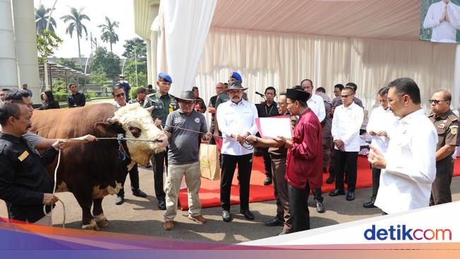 Jaksa Agung Serahkan 47 Hewan Kurban ke Warga: 37 Sapi-9 Kambing