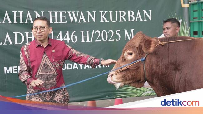 Jelang Idul Adha, Kemenbud Kurban 26 Ekor Sapi Limosin-7 Kambing