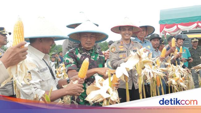 Semarak Penen Raya Jagung di Kuansing hingga Siak Jaga Stabilitas Pangan