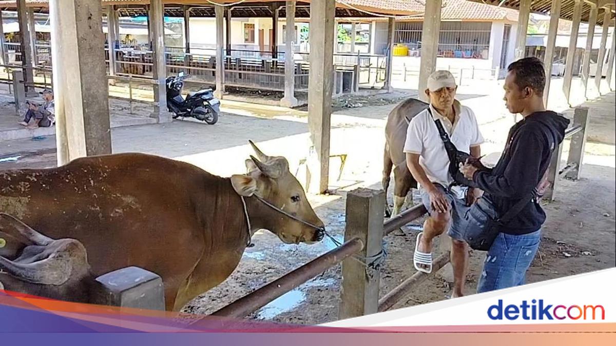 Sapi Kit Pasokan Sapi di Pasar Beringkit Jelang Idul Adha Menyusut